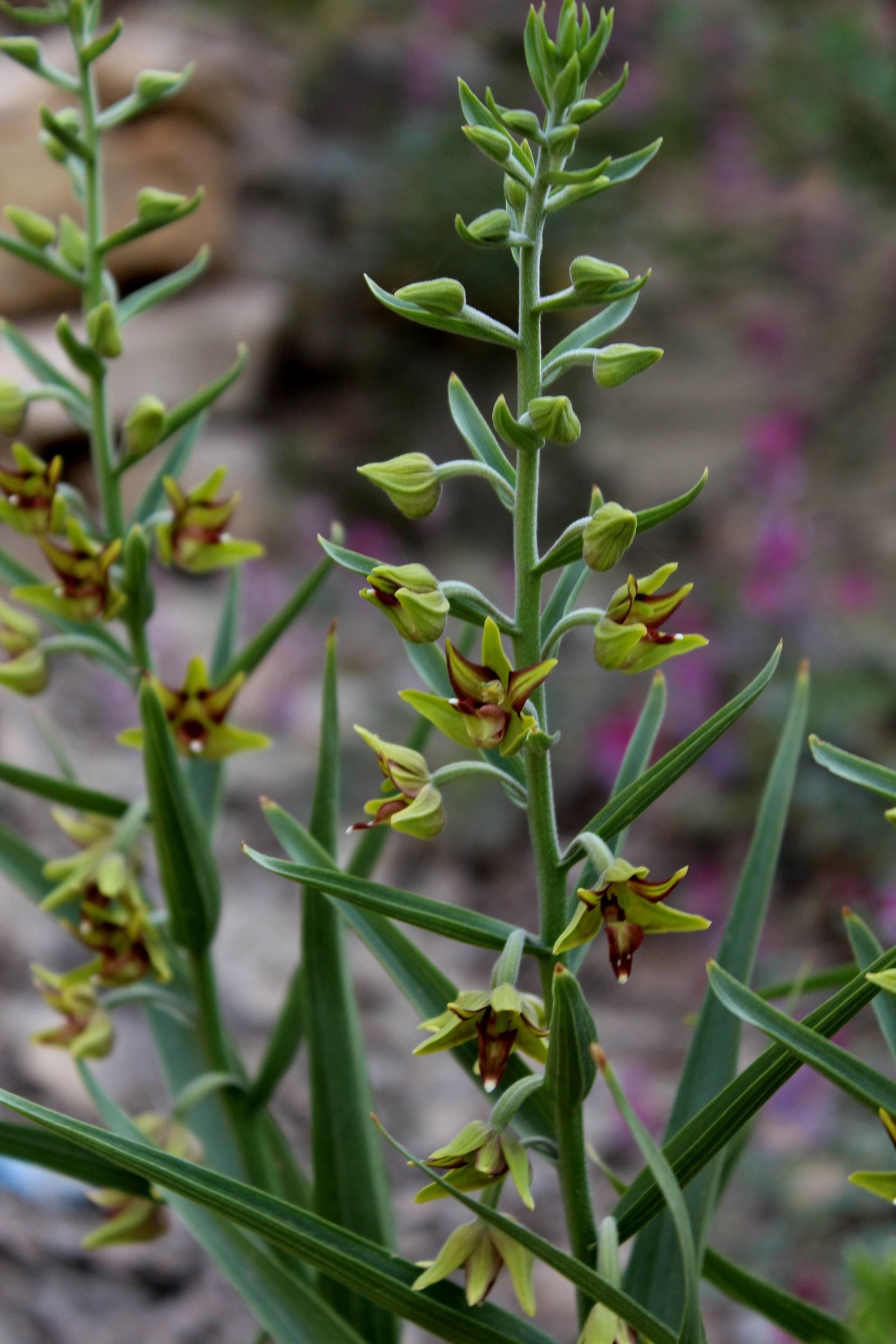 Epipactis veratrifolia Boiss. &amp; Hohen.